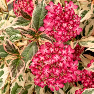 Hydrangea 'Euphoria Pink'